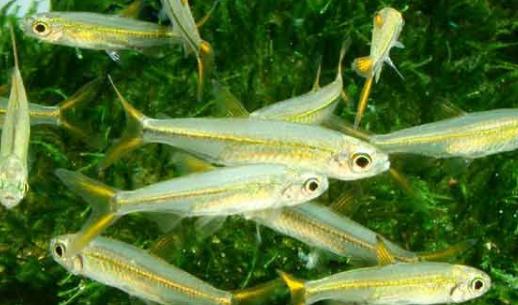 二線藍眼燈魚是什么？二線藍眼燈魚怎么養？