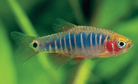 二線藍(lán)眼燈魚怎么繁殖？二線藍(lán)眼燈魚飼養(yǎng)環(huán)境