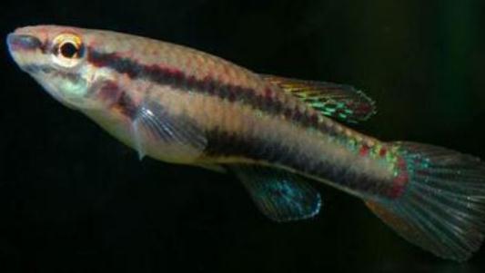 二線琴尾鳉的簡(jiǎn)介-二線琴尾鳉的特征