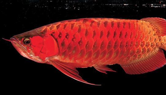 非洲黑龍怎么養？非洲黑龍的飼養環境