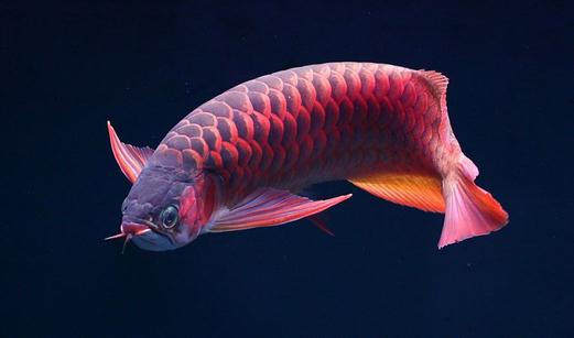 非洲龍魚的簡(jiǎn)介-非洲龍魚的品相標(biāo)準(zhǔn)