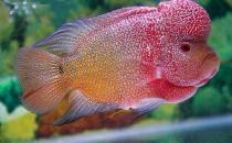 彩鯛的簡(jiǎn)介-彩鯛怎么養(yǎng)？