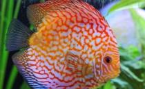 彩鯛的喂食要點-彩鯛的飼養(yǎng)環(huán)境