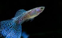 孔雀魚的飼養環境-孔雀魚如何飼養？