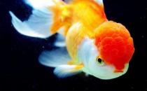 彩色球形珍珠金魚怎么養(yǎng)？彩色球形珍珠金魚換水