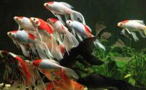 丹頂錦鯉的飼養環境要怎樣才好？