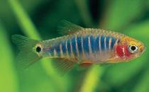 二線藍眼燈魚怎么繁殖？二線藍眼燈魚飼養(yǎng)環(huán)境