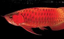 非洲黑龍怎么養？非洲黑龍的飼養環境