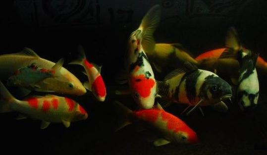 黃金錦鯉怎么養(yǎng)？黃金錦鯉的養(yǎng)殖技巧