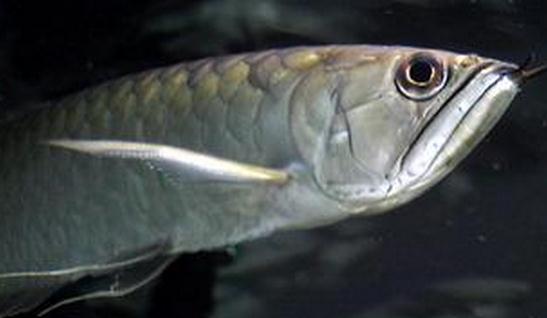 黑帶的飼料有哪些?黑帶的飼養(yǎng)環(huán)境