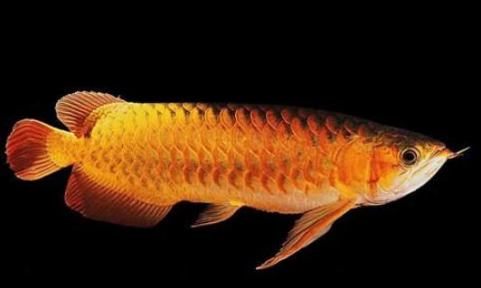 黑龍怎么養?黑龍的飼養環境