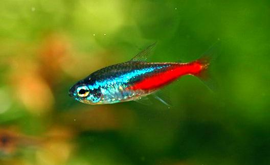 紅綠燈魚是怎樣的？紅綠燈魚的分布范圍