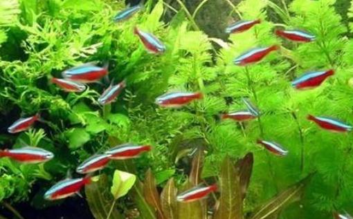 紅綠燈魚的飼養環境-紅綠燈魚怎么養？