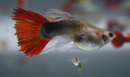紅尾禮服孔雀魚怎么養？紅尾禮服孔雀魚飼養環境