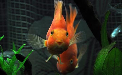 紅元寶魚是什么?紅元寶魚價(jià)格