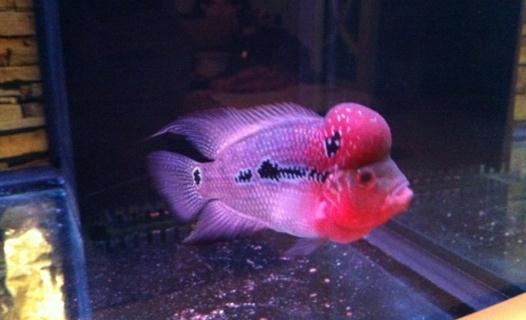 紅運當頭羅漢魚怎么養?紅運當頭羅漢魚價格