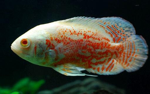 厚子魚的簡介-厚子魚的生長習(xí)性