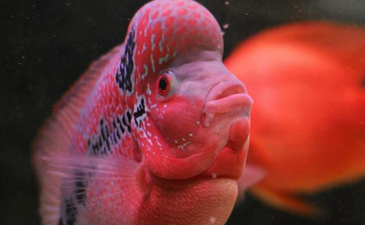 花角羅漢魚怎么養(yǎng)?花角羅漢魚的壽命