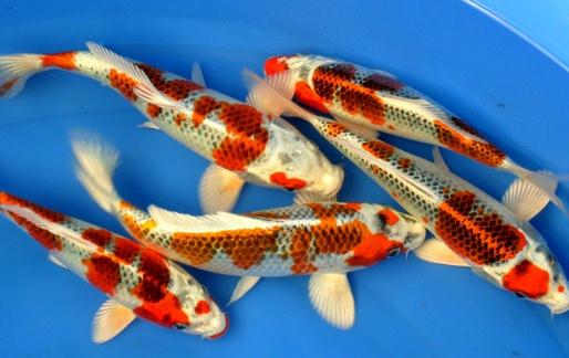 花紋皮光鯉的簡介-花紋皮光鯉有什么簡介？