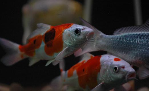 花紋皮光鯉的特征-如何保持錦鯉的體色鮮亮？