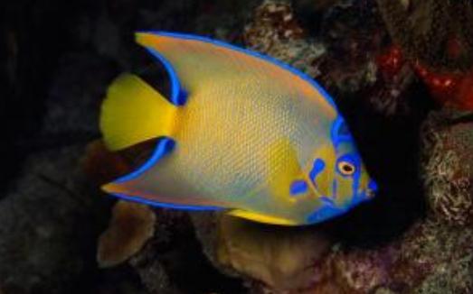 皇后燈怎么養(yǎng)？皇后燈魚的常見病有哪些？