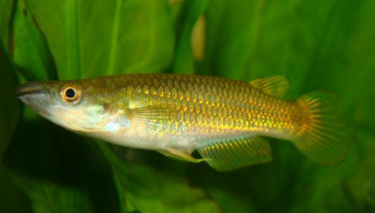 黃金鳉的簡介-黃金鳉的特征是什么？