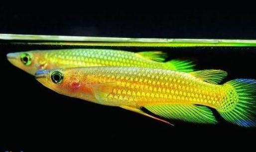 黃金鳉怎么養？黃金鳉的壽命