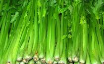 芹菜可平肝降壓 盤點芹菜的五大營養功效