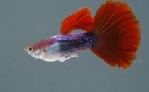 紅松石魚(yú)的簡(jiǎn)介-紅松石魚(yú)如何疾病檢查？