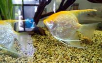 紅眼鉆石神仙魚怎么養？紅眼鉆石神仙魚的簡介