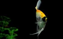 紅眼鉆石神仙魚飼養環境-紅眼鉆石神仙魚喂食要點