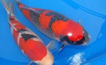 花紋皮光鯉怎么養(yǎng)？花紋皮光鯉的養(yǎng)法