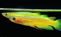 黃金鳉怎么養？黃金鳉的壽命