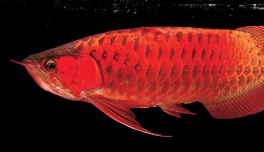 澳洲星點龍魚的簡介-澳洲星點龍魚的產地