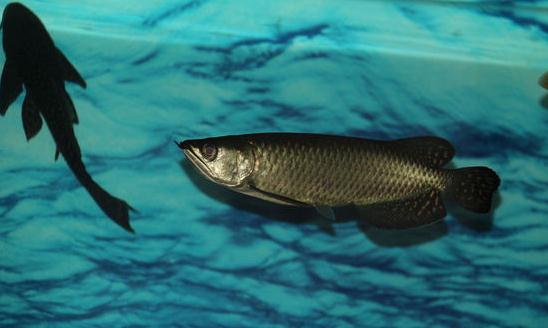 澳洲星點龍魚怎么養?澳洲星點龍魚的生存環境