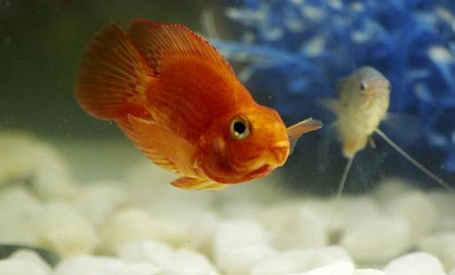 金剛鸚鵡魚(yú)的簡(jiǎn)介-金剛鸚鵡魚(yú)的常見(jiàn)疾病