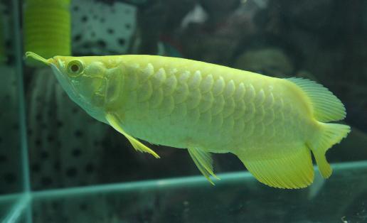 金龍魚的簡介-金龍魚魚苗價格