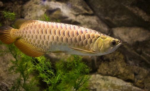 金龍魚怎么養(yǎng)？金龍魚如何飼養(yǎng)？