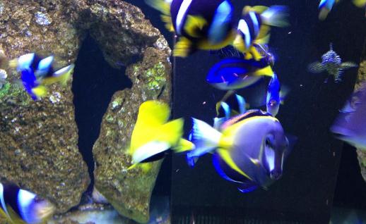 藍帶章魚的生活習性-被藍帶章魚咬后的急救