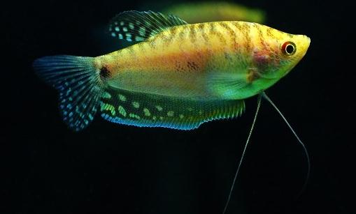 曼龍魚的簡介-曼龍魚的特征