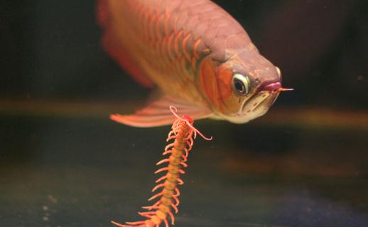 曼龍魚怎么養?曼龍魚如何分辨雌性?