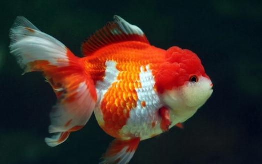 獅子頭金魚是什么?獅子頭金魚如何挑選?
