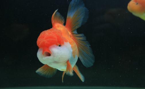 獅子頭金魚怎么養(yǎng)？獅子頭金魚的品種