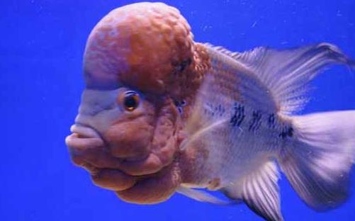 壽星頭怎么養？壽星頭的病害防治