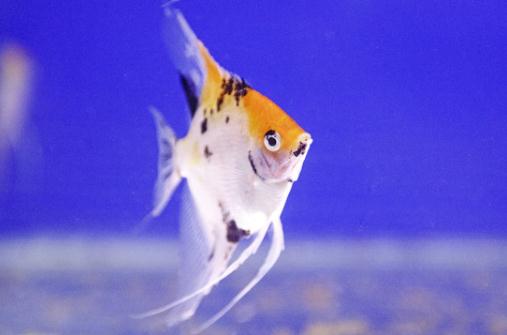 天使魚怎么養(yǎng)？天使魚有什么品種？
