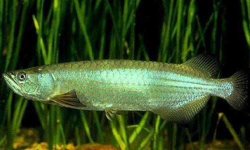 星點龍魚的簡介-星點龍魚如何繁殖？