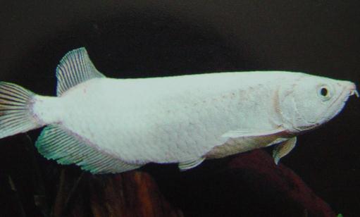 星點龍魚吃什么?星點龍魚怎么養?