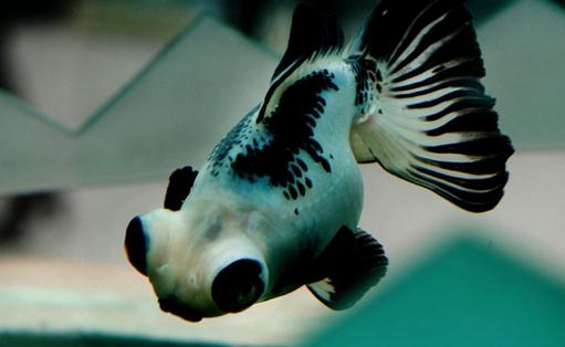 熊貓蝶尾金魚怎么養(yǎng)？熊貓蝶尾金魚的特征