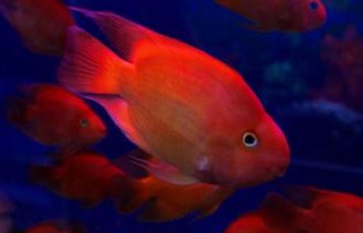 血紅鸚鵡怎么養？血紅鸚鵡的常見病