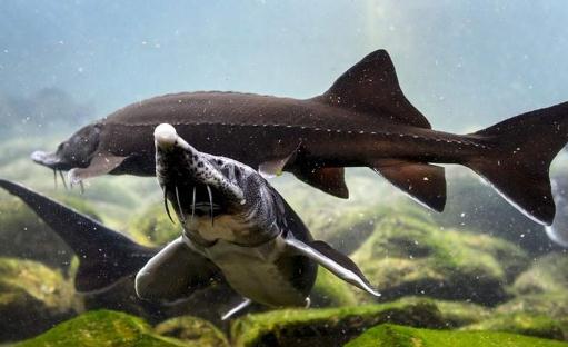 鱘龍魚怎么養？鱘龍魚養殖環境